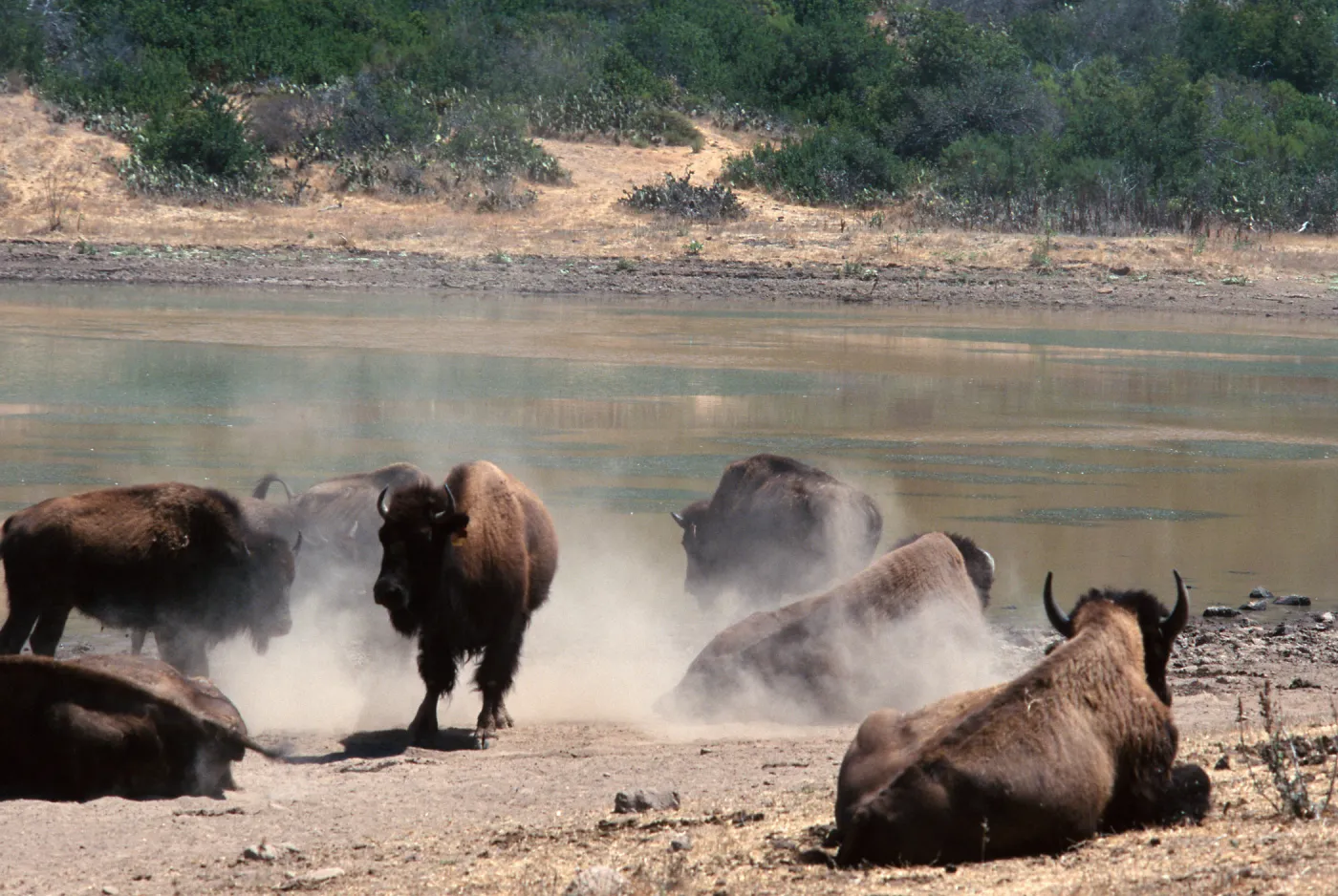 bison, Echo Lake, Catalina Island