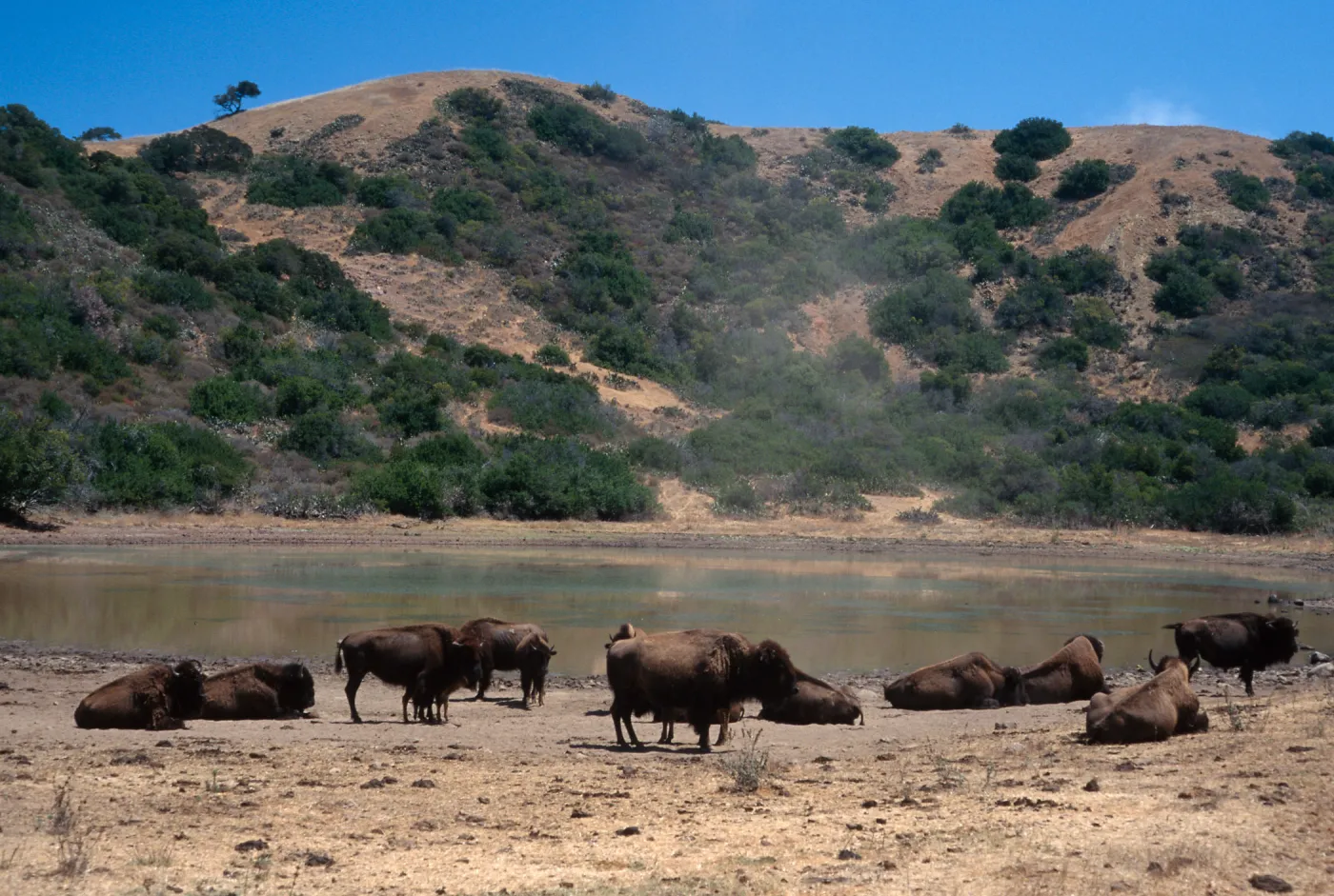 bison, Echo Lake, Catalina Island