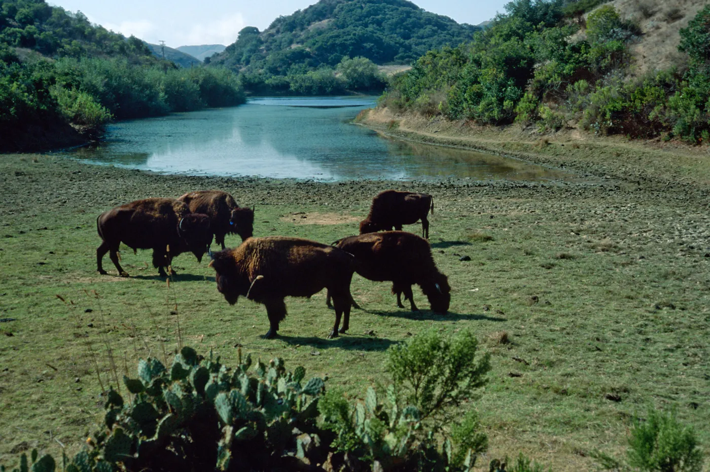 bison, Haypress Reservoir, Catalina Island