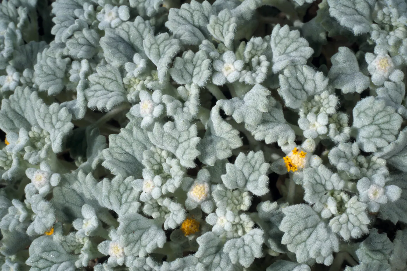 Psathyrotes ramosissma, Joshua Tree, South end