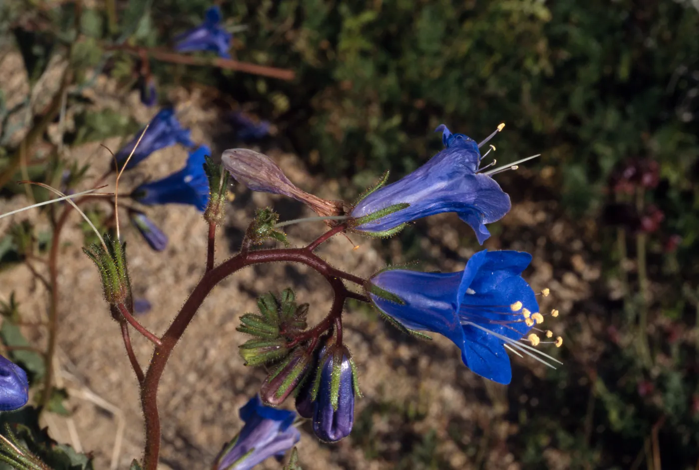 Phacelia campanularia, Cottonwood, Joshua Tree
