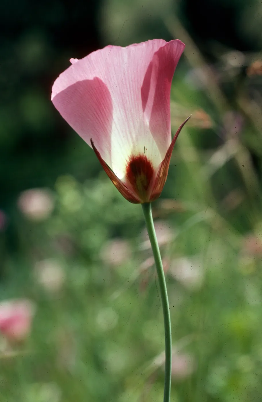 Calochortus catalinae, Encinal Canyon Road, Santa Monica Mountains