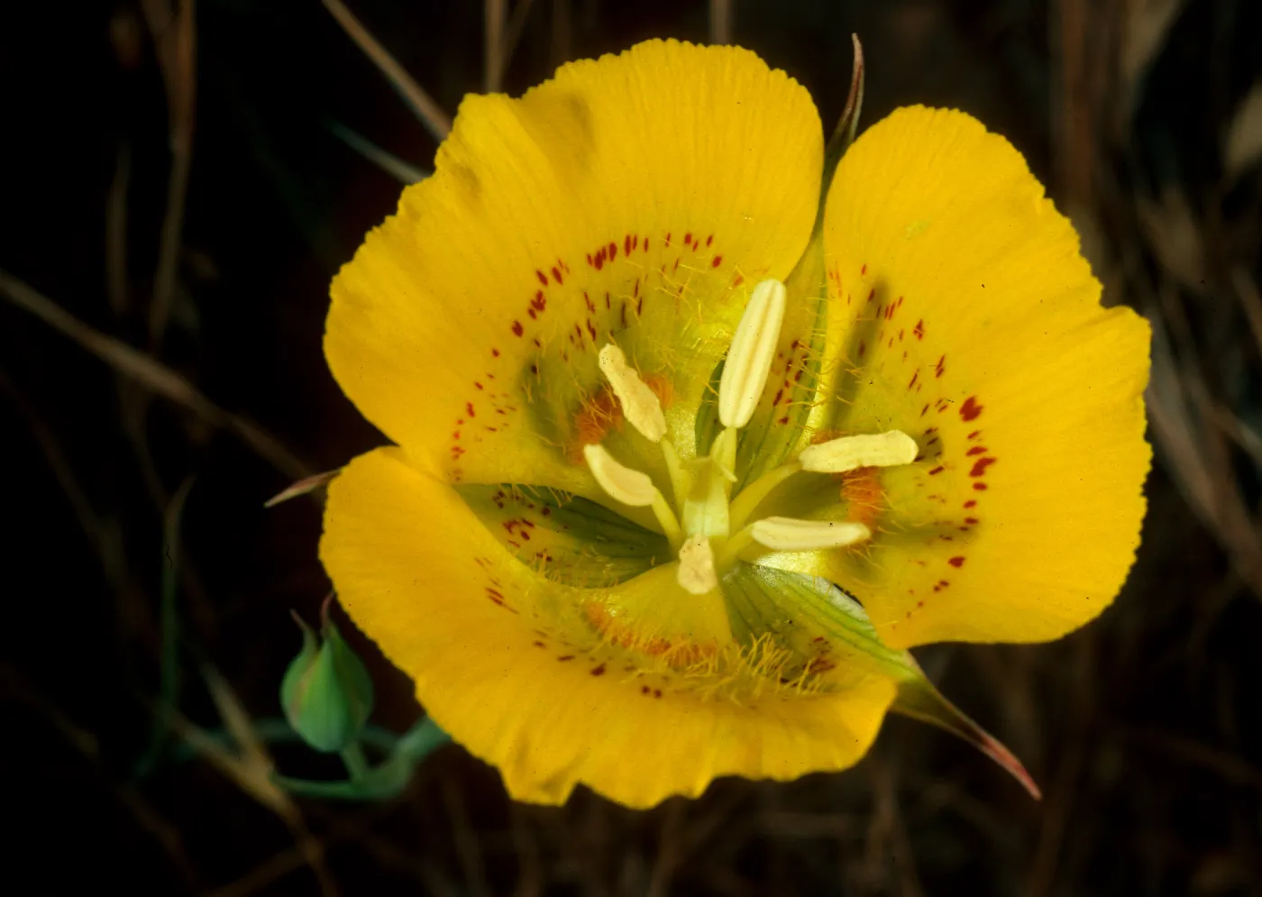 Calochortus luteus, Alameda de Los Coches Prietos, Santa Cruz Island