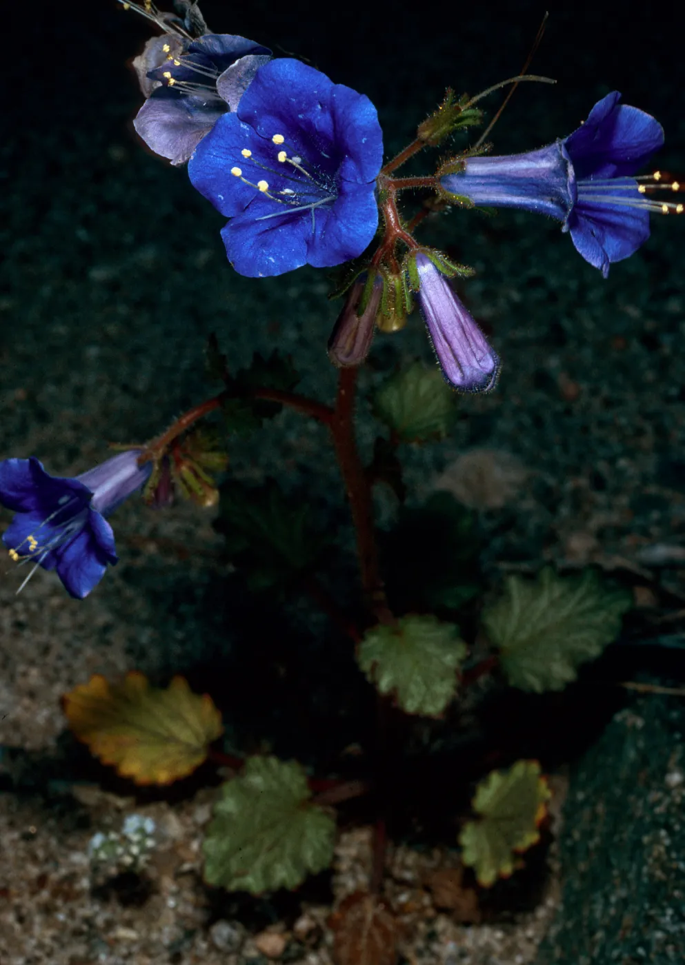 Phacelia campanularia, Box Canyon, Coachella Valley