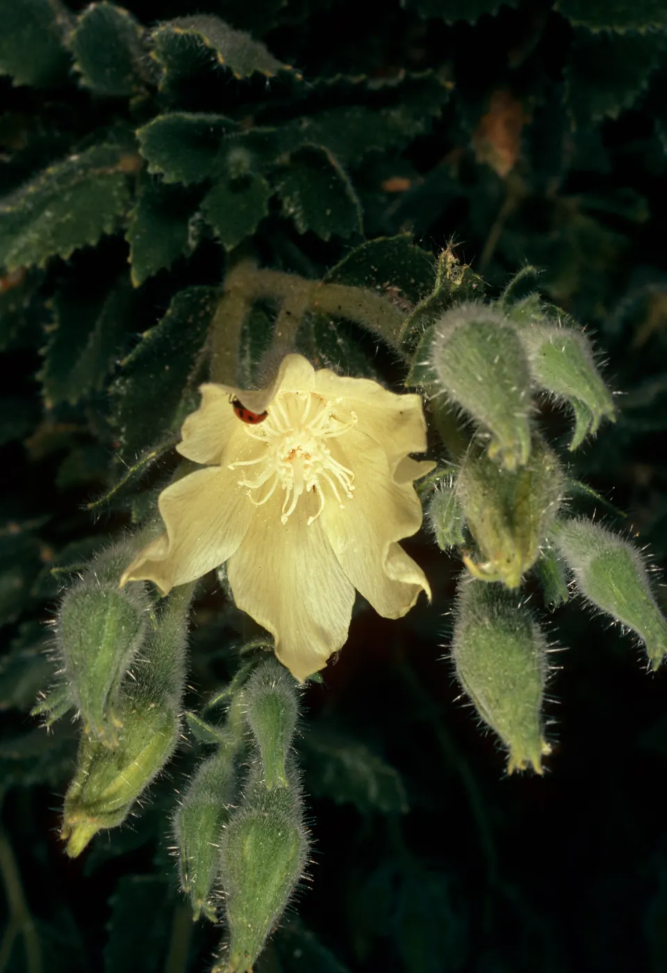 Eucnide urens, Cottonwood Canyon, Death Valley