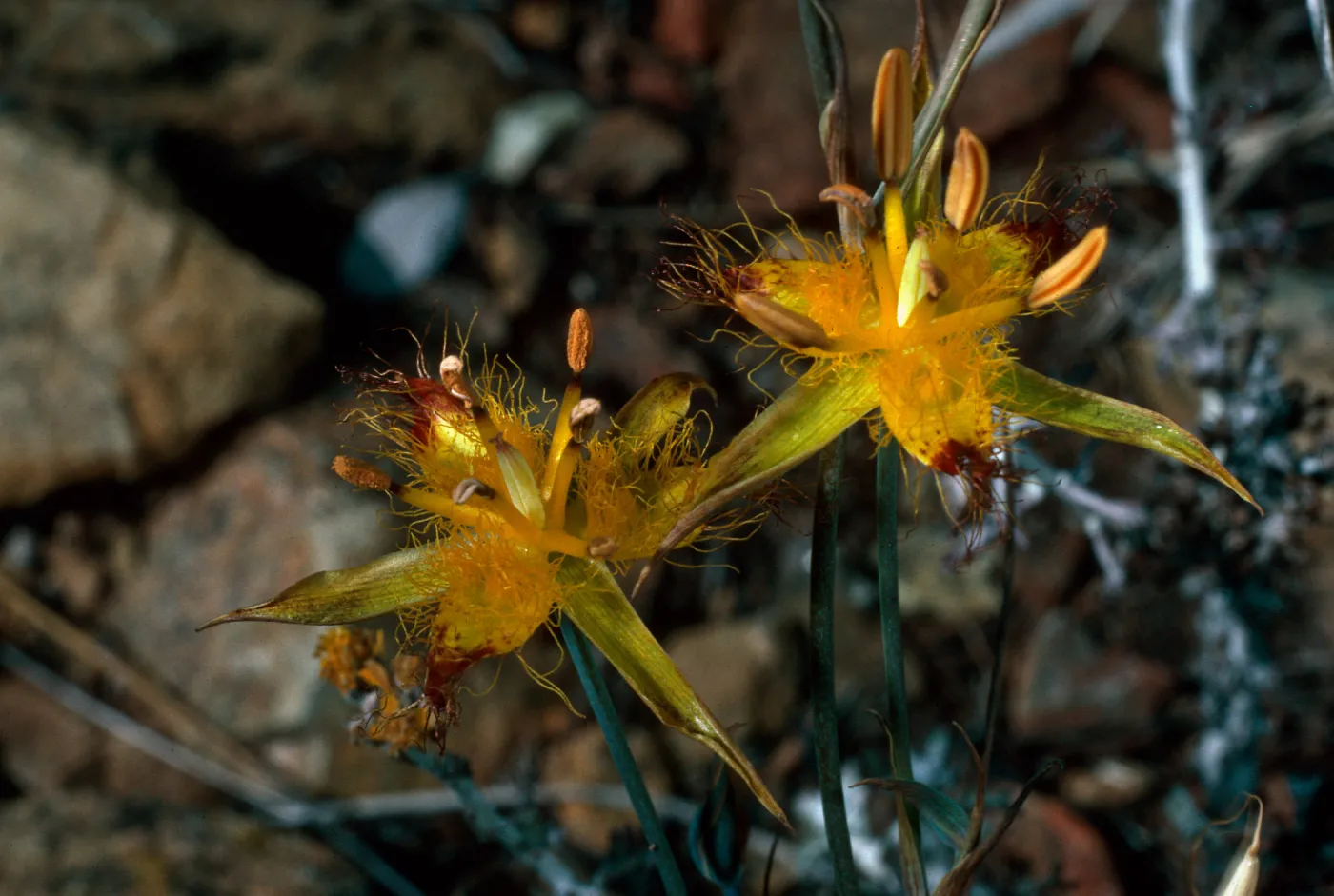 Calochorus obispoensis, Cuesta ridge, San Luis Obispo County