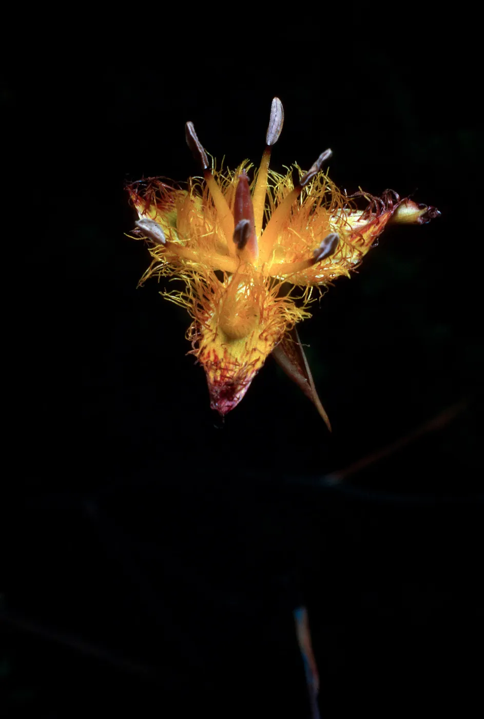 Calochortus obispoensis, Cuesta Ridge Botanical Area