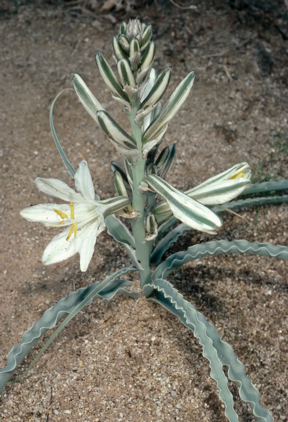 Hesperocallis undulata, Anza-Borrego