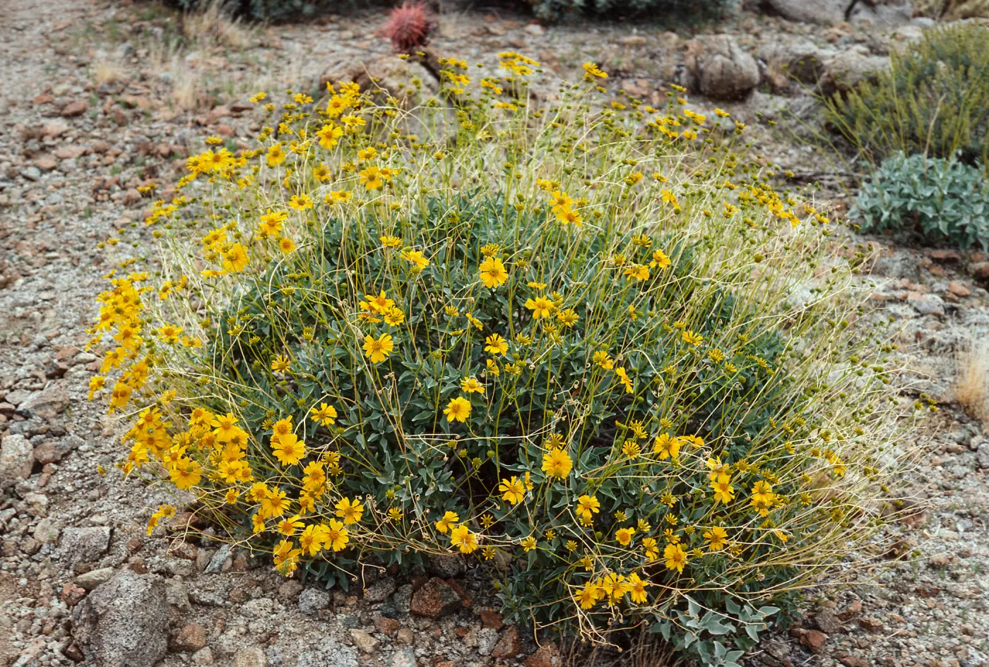 Encelia farinosa, Anza-Borrego