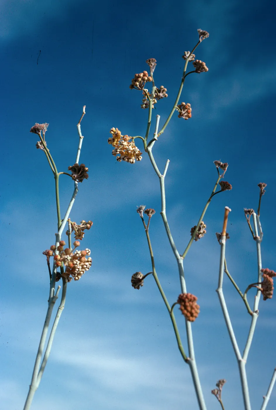 Asclepias albicans, Torote Bowl Trail, Mountain Palm Springs, Anza-Borrego