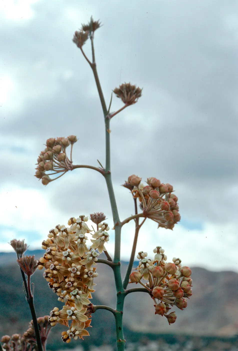 Asclepias albicans, Bow Willow, Anza- Borrego
