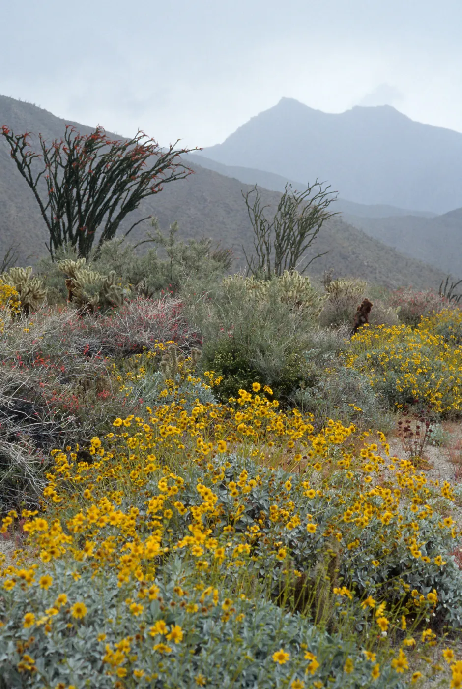 Encelia farinosa, Fouquieria splendens, Hellhole Canyon, Anza-Borrego