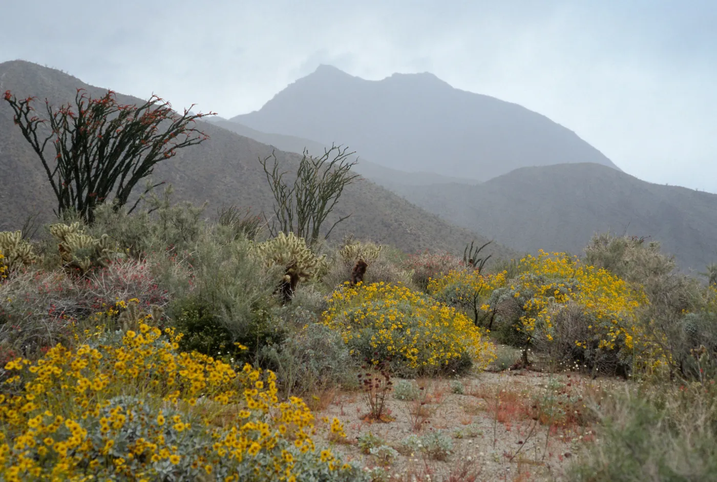 Encelia farinosa, Fouquieria splendens, Hellhole Canyon, Anza-Borrego
