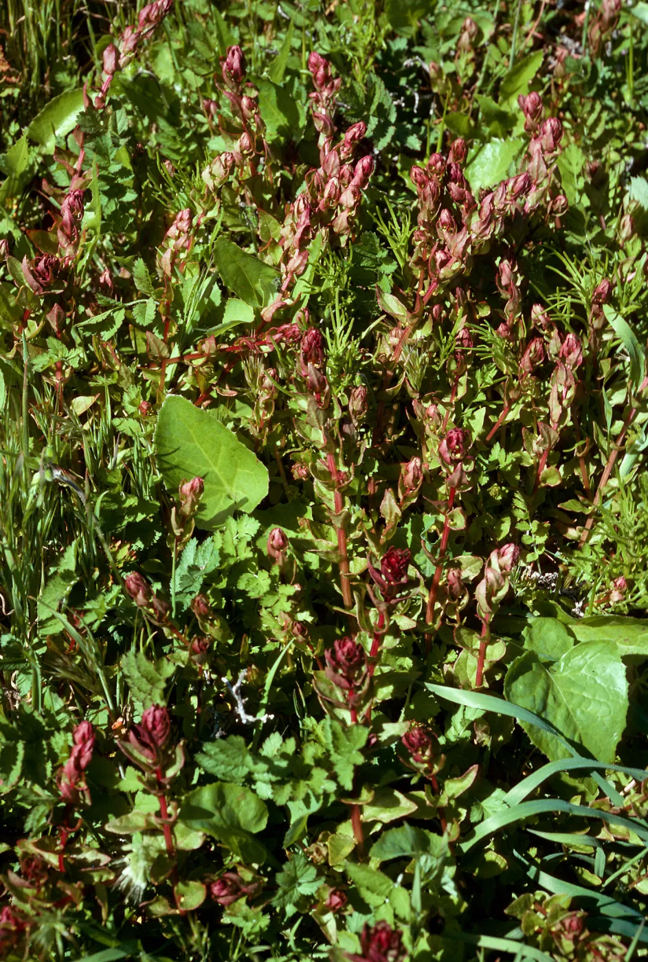 Aphanisma blitoides, Cat Canyon, Santa Barbara Island
