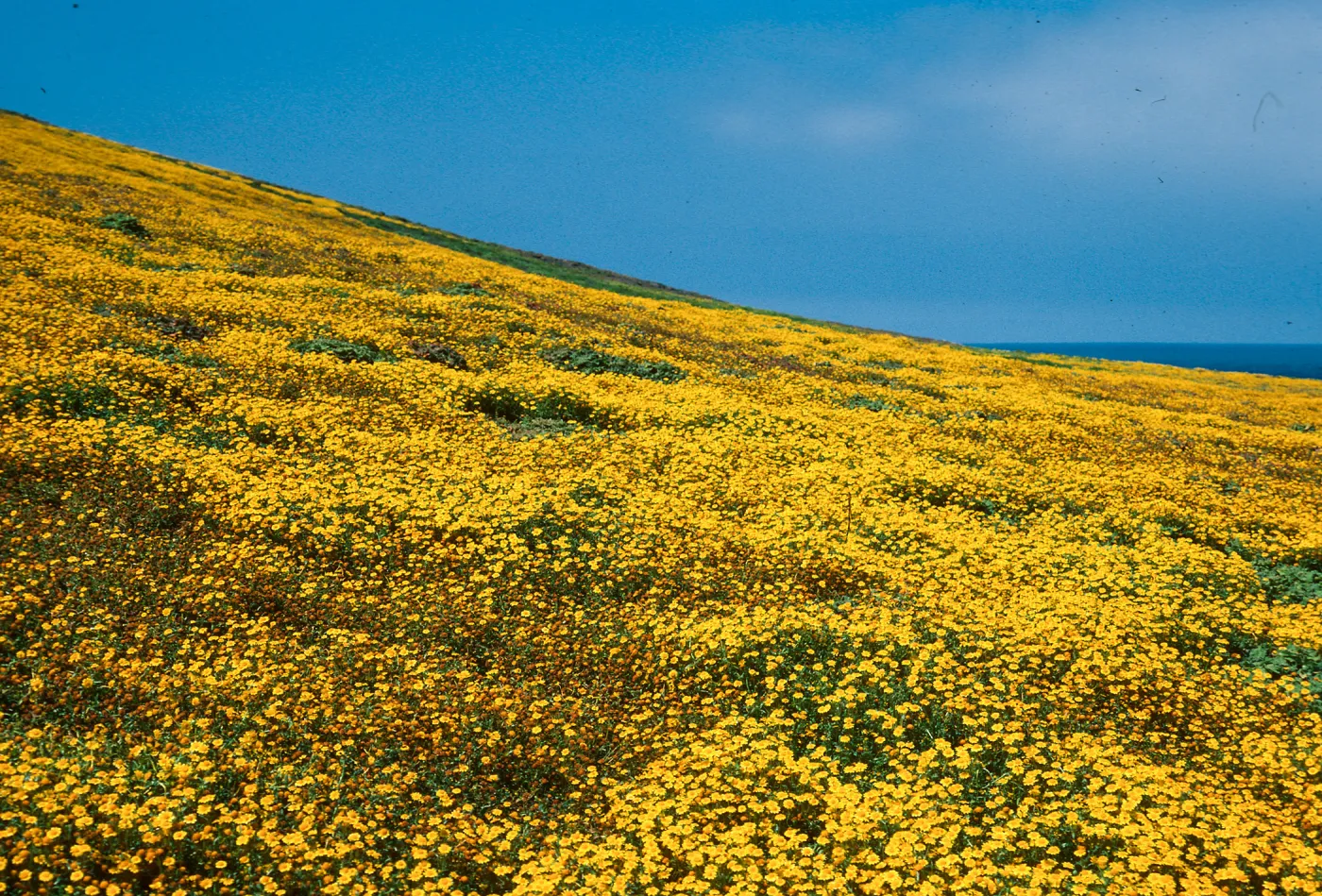 Lasthenia californica, North- East terrace, Santa Barbara Island