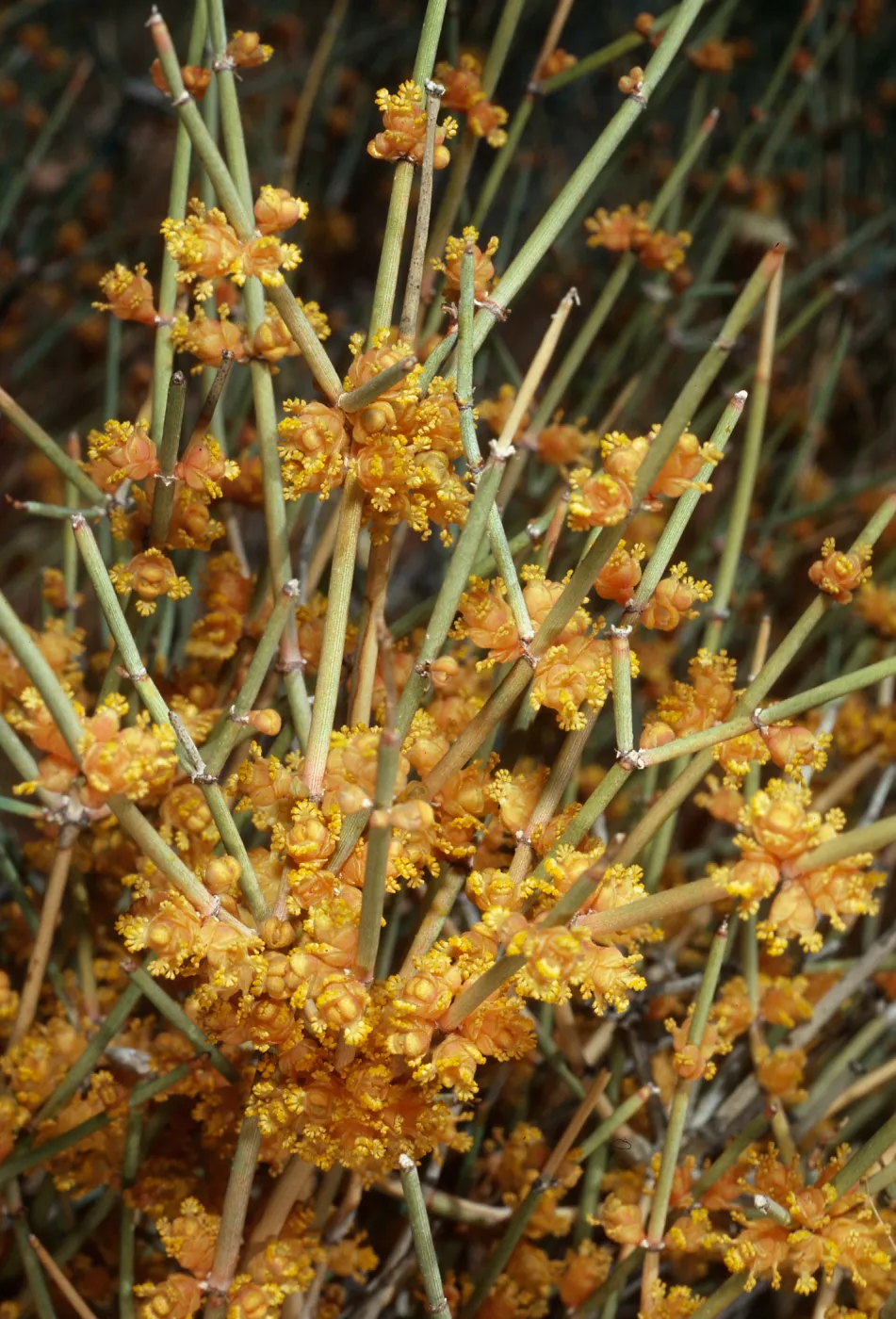 Ephedra ♂, Backus Road on way to Mojave