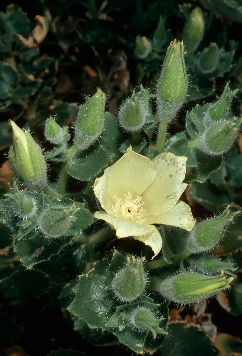 Eucnide urens, Saline Valley, Northern Mojave Desert
