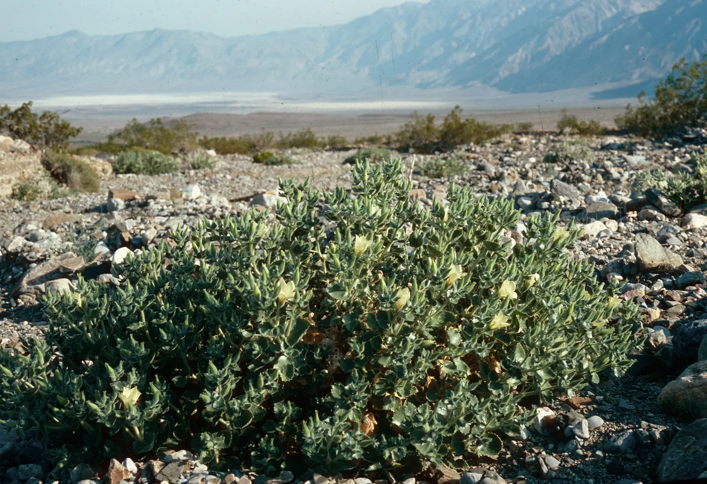 Eucnide urens, Saline Valley, Northern Mojave Desert
