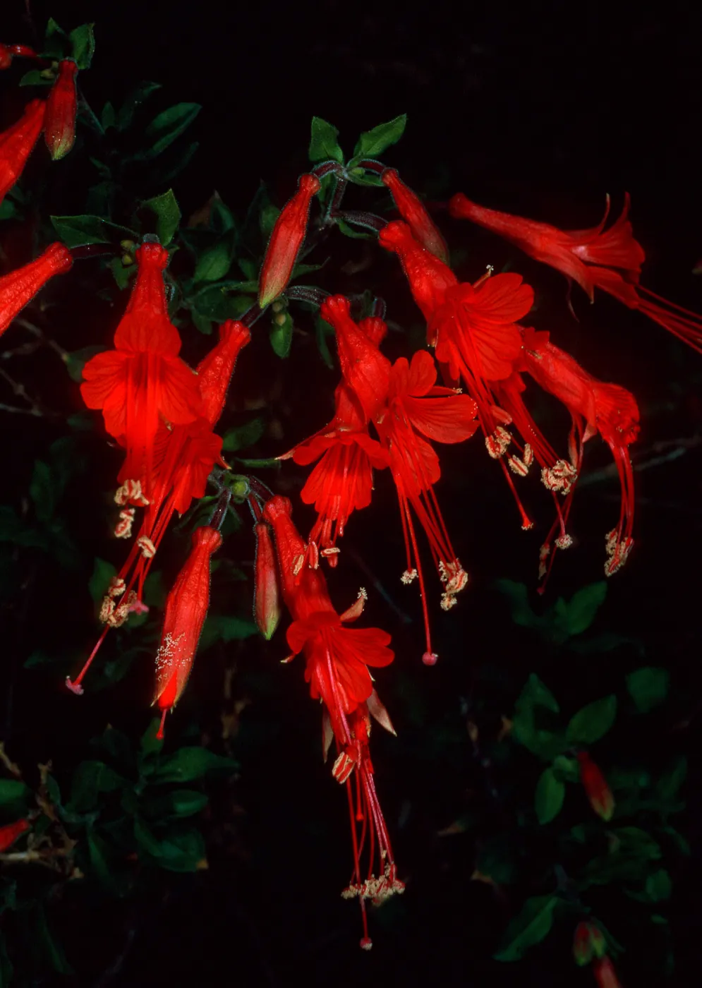 Epilobium canum (=Zaushcneria californica), near Live Oak tank, Joshua Tree