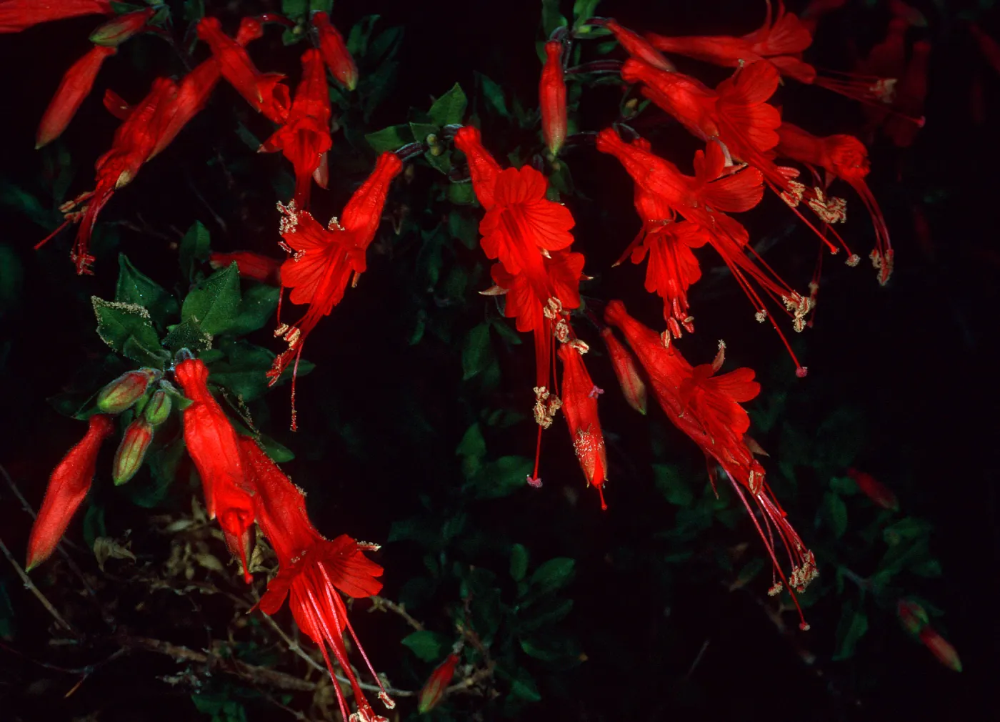Epilobium canum (=Zaushcneria californica), near Live Oak tank, Joshua Tree
