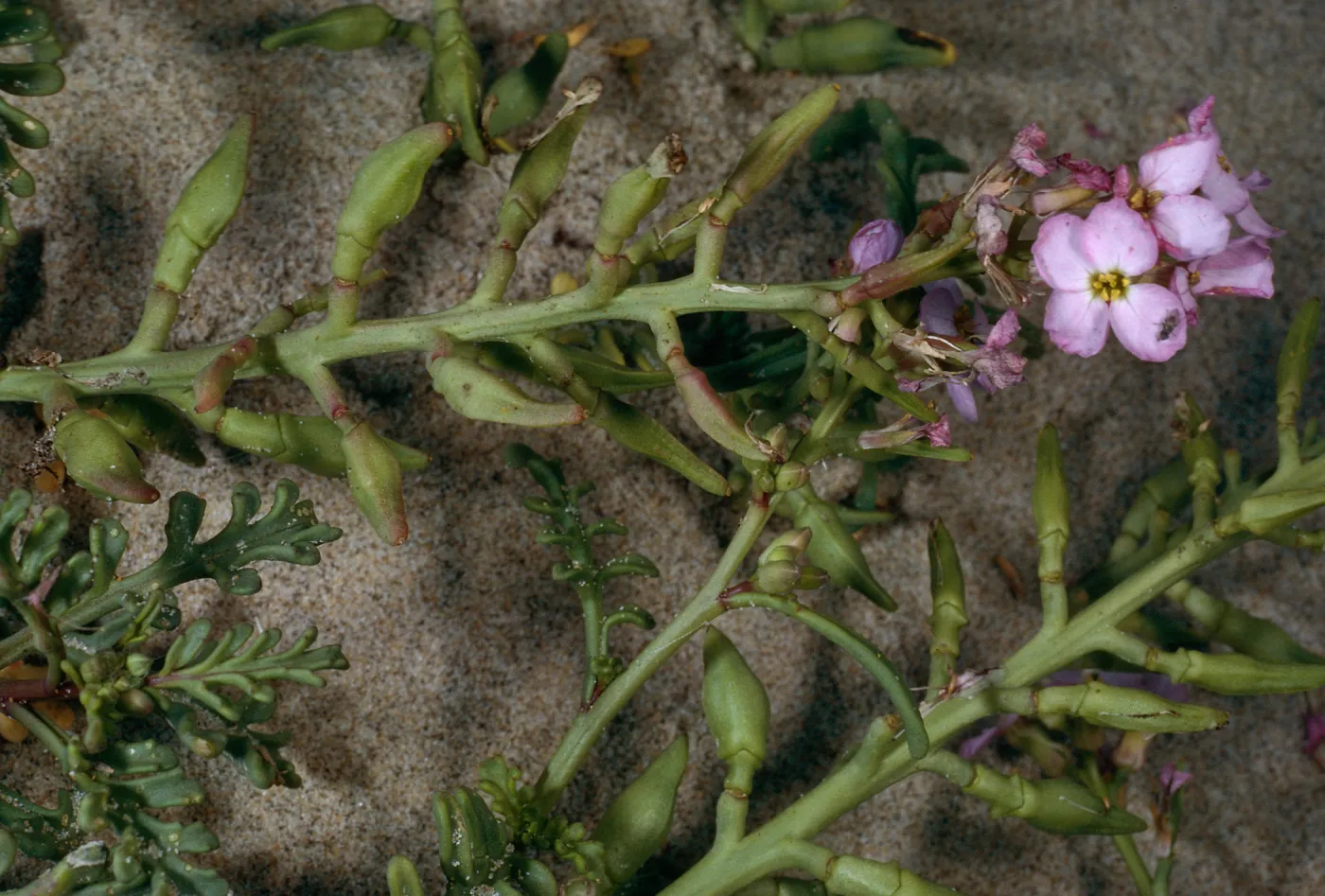 Cakile maritima, Surf