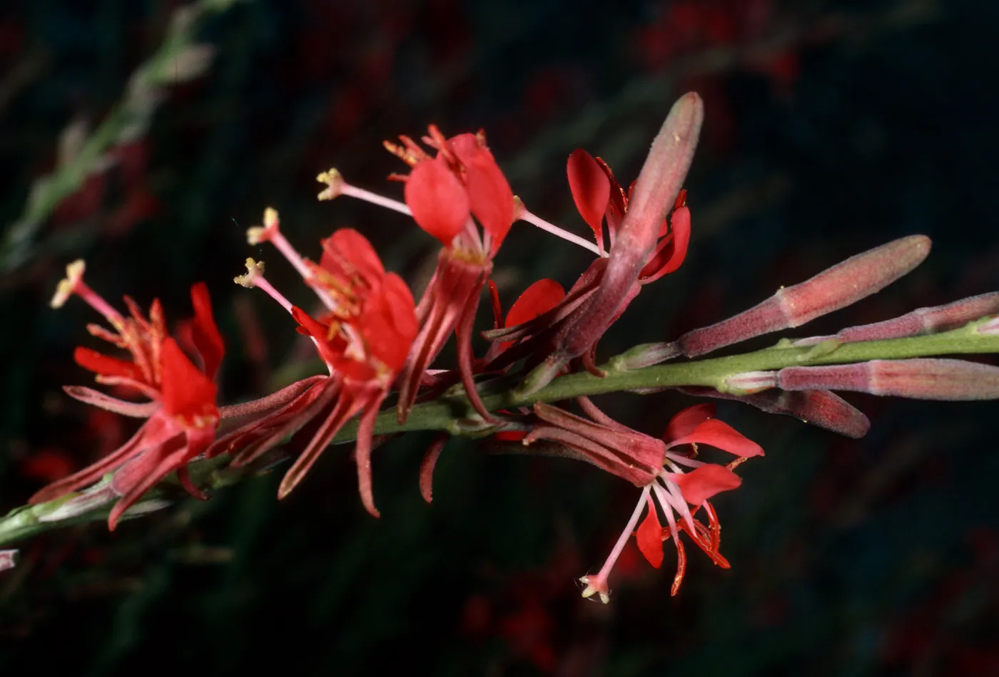Gaura coccinea, Vulcan Mine, Providence Mountains, Mojave National Preserve, San Bernardino County
