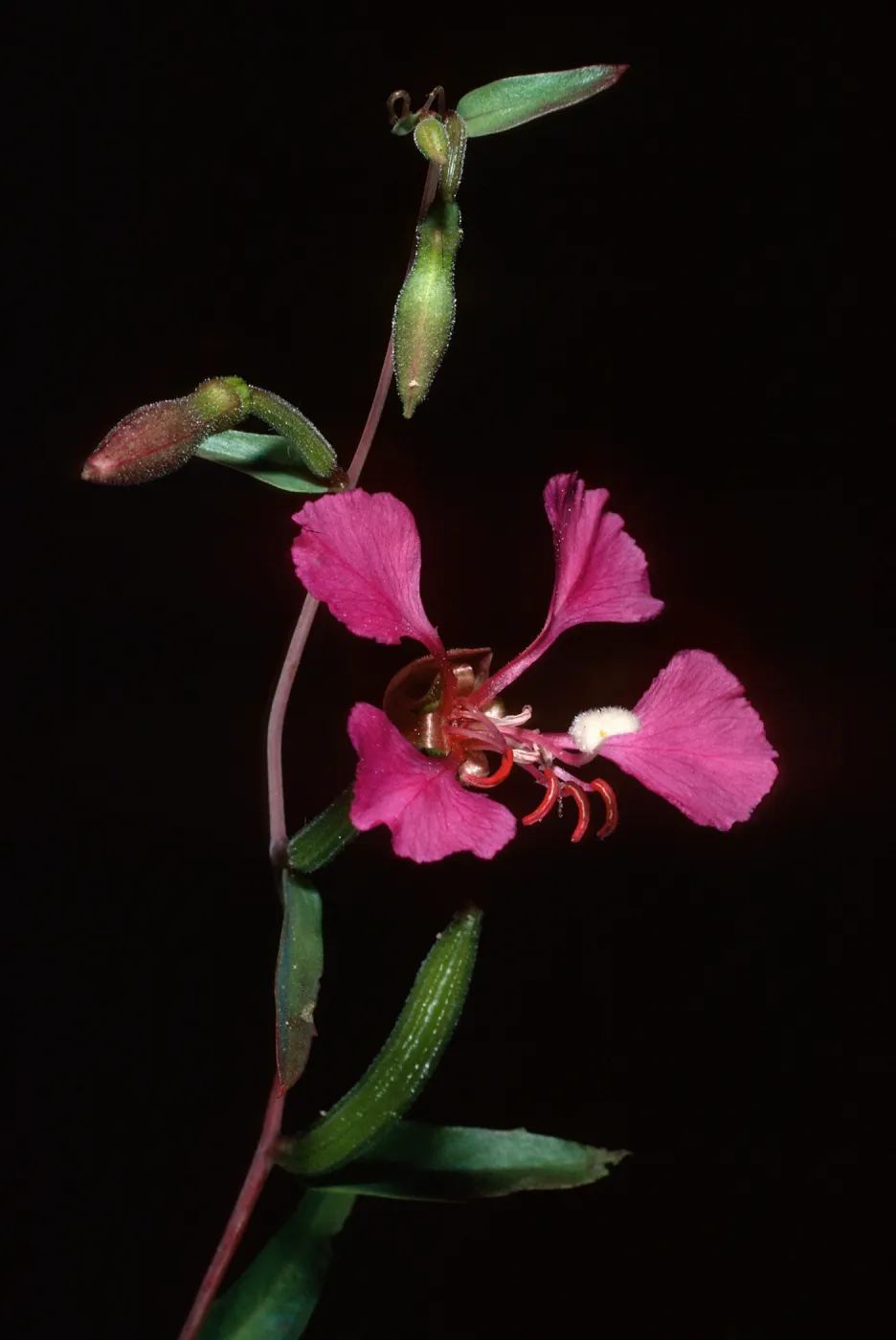 Clarkia unguiculata, Refugio Canyon, Santa Barbara County
