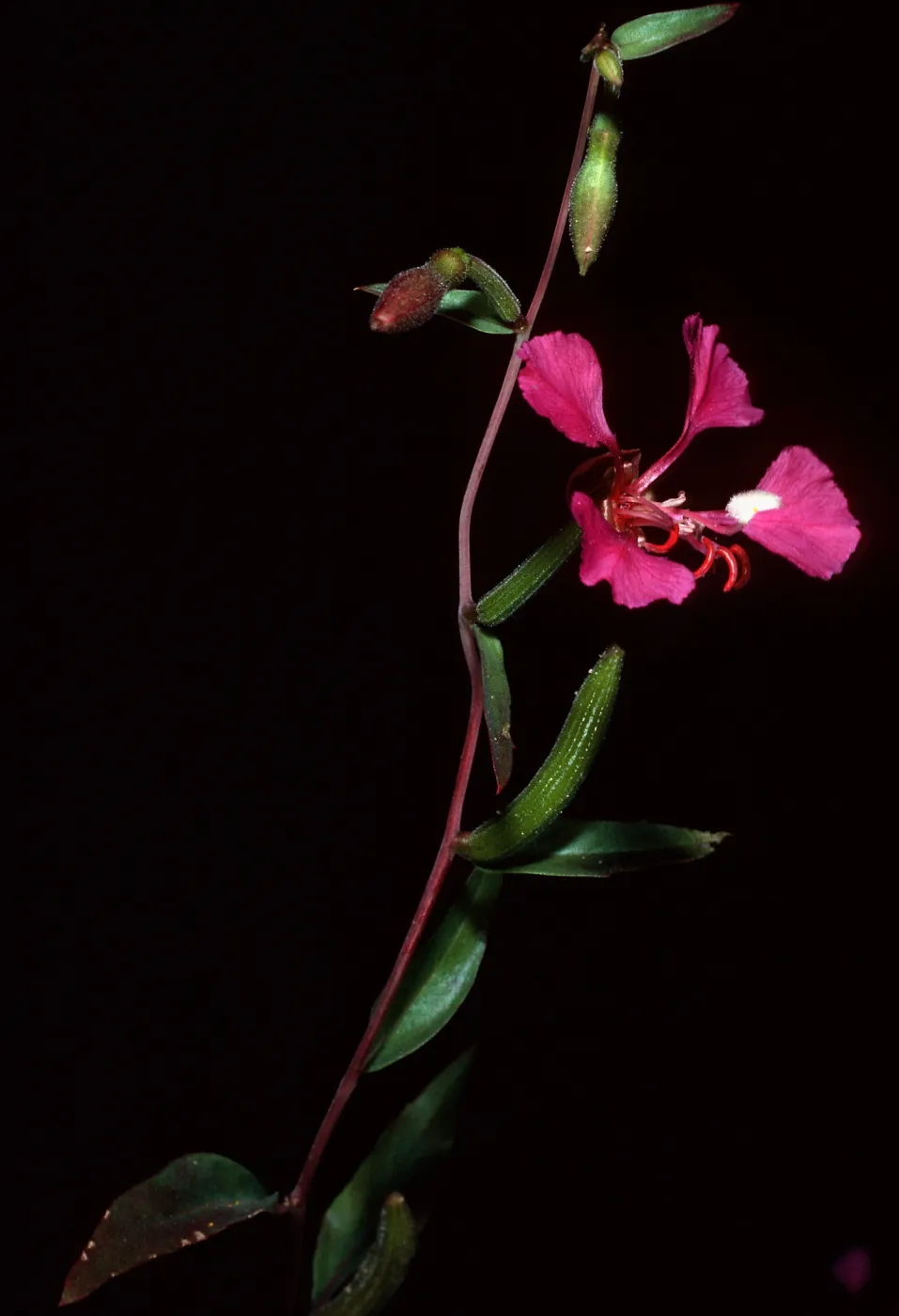 Clarkia unguiculata, Refugio Canyon, Santa Barbara County