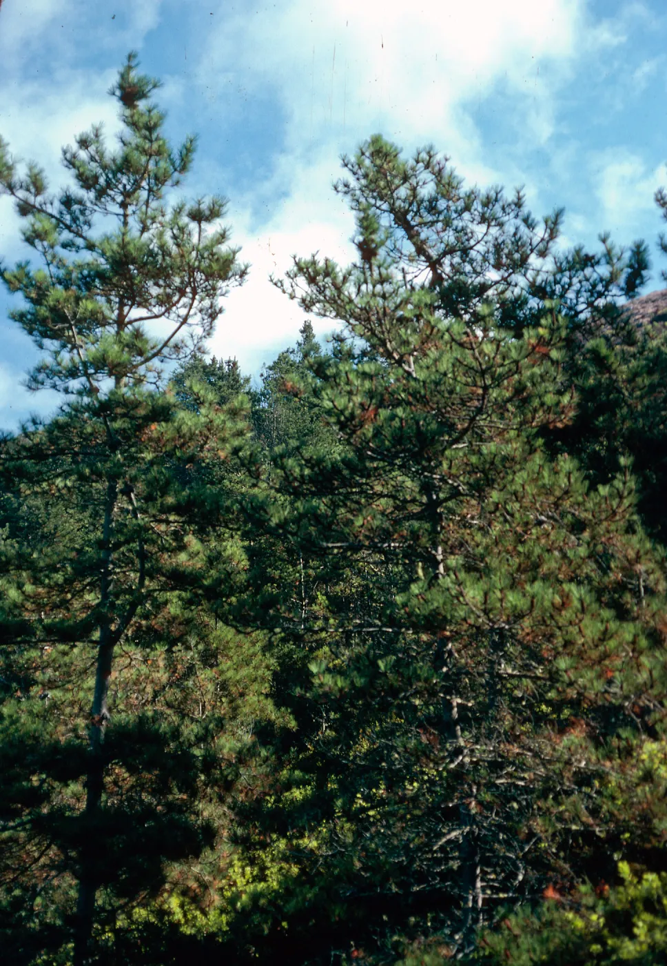 Pinus muricata, Coon Creek, N-facing slope, Montaña de Oro State Park, Los Osos