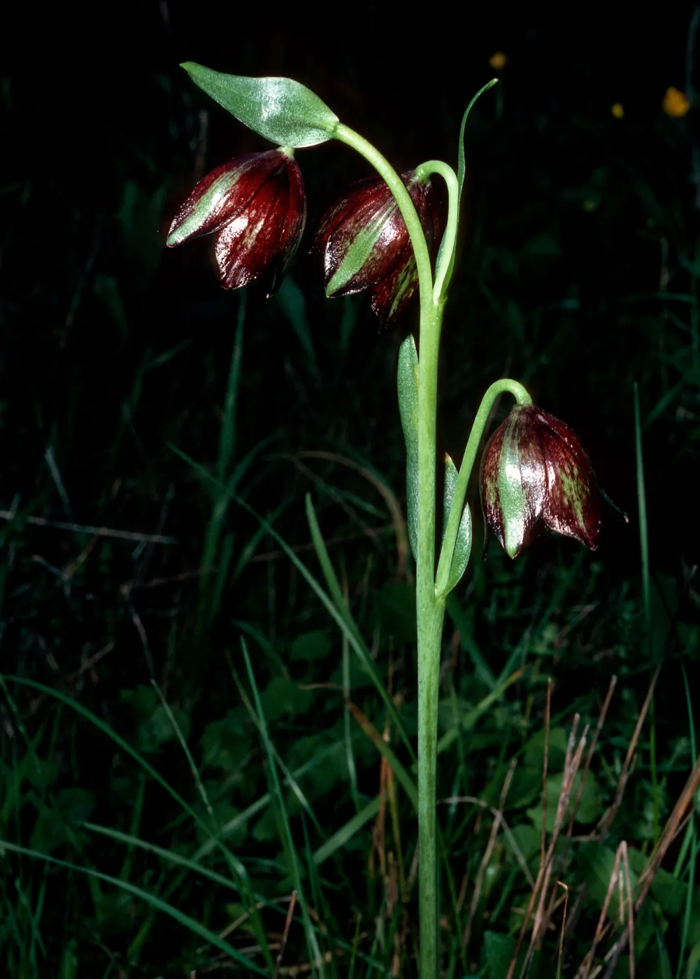 Fritillaria biflora, Jualachichi Summit, near Lompoc