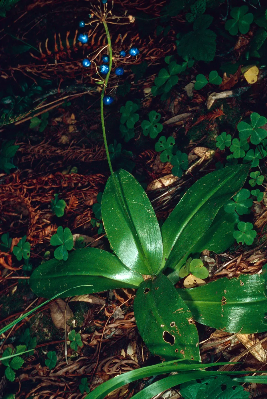 Clintonia andrewsiana, Big Creek Reserve, Monterey County