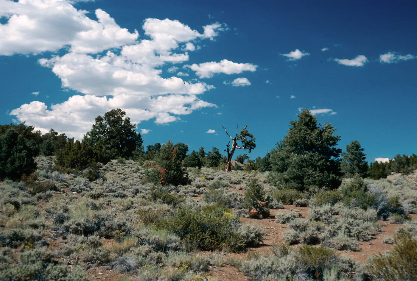 Pinyon/Junipers, Westgard Pass, White & Inyo Mountains