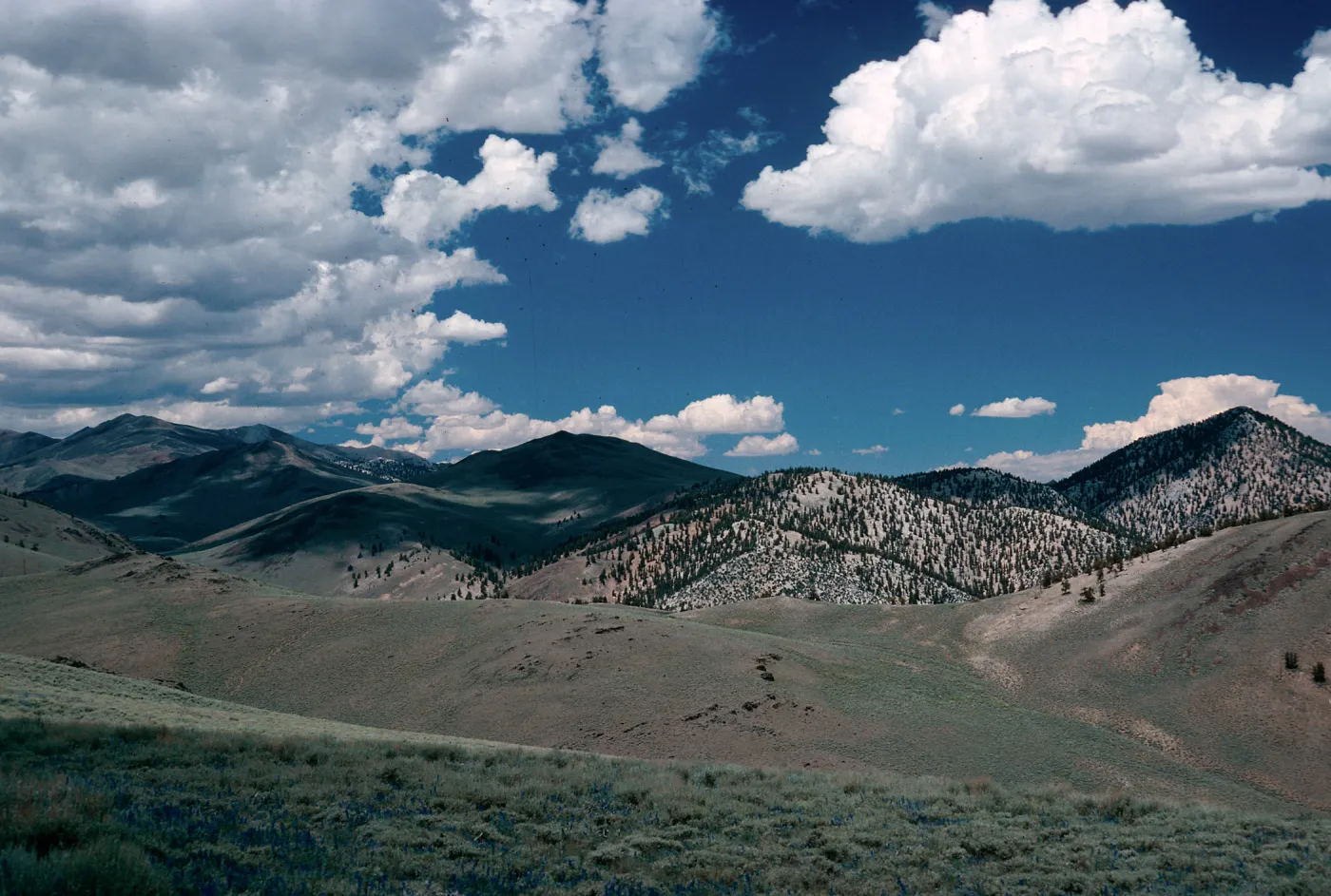 bristlecones on slopes in distance, North of Schulman Grove, White Mountains, near Bishop, California