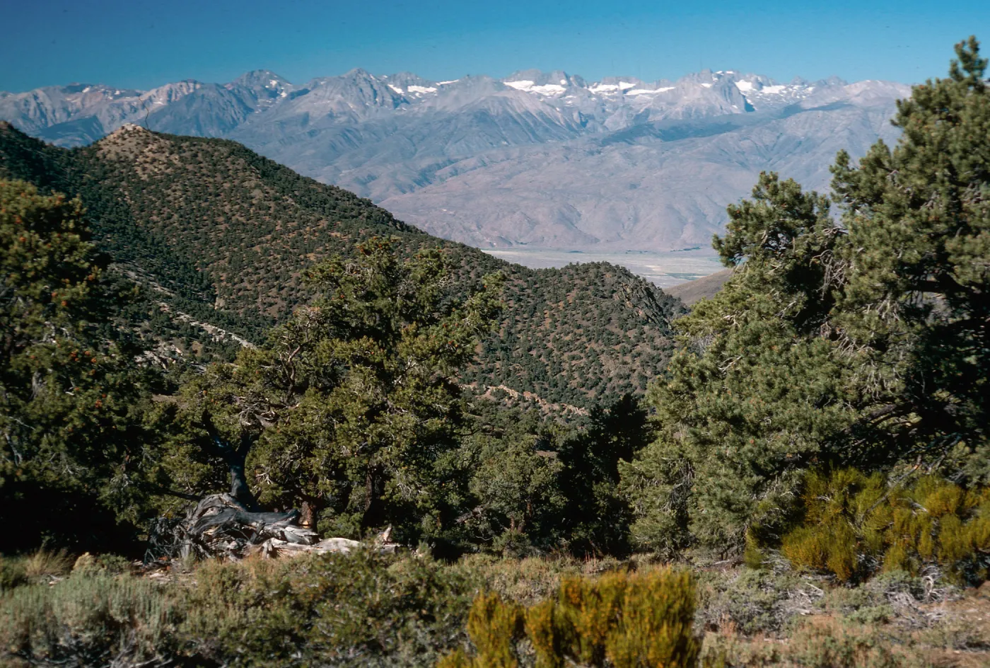 Pinyons, view of Sierras, White Mountains