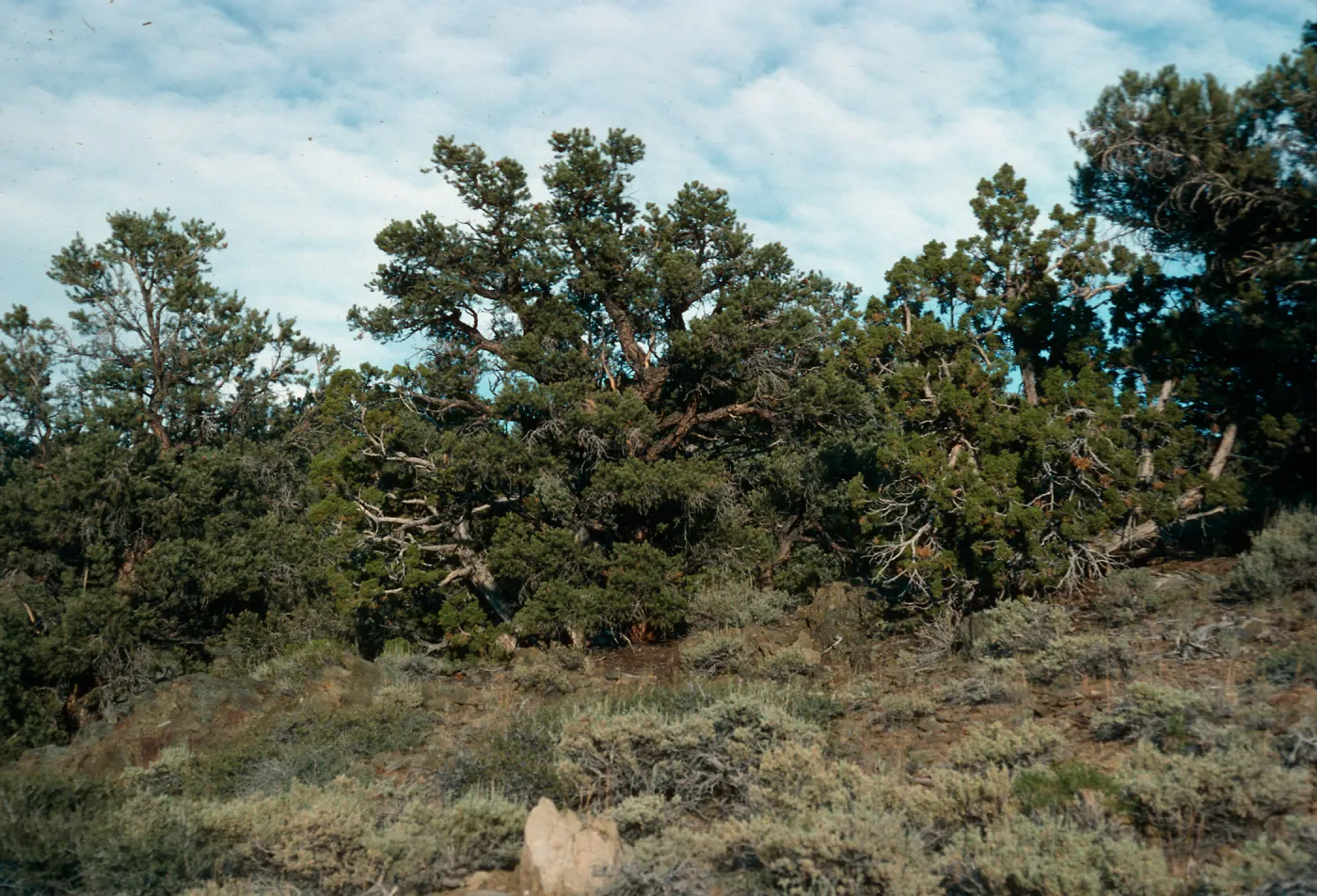Pinyon/Juniper, White Mountains