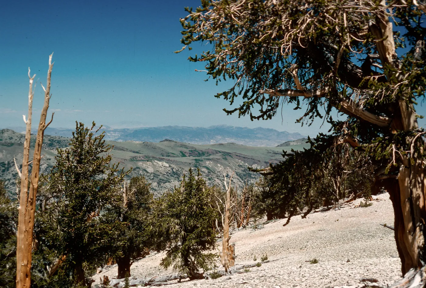 Patriarch Grove, White Mountains, Inyo National Forest