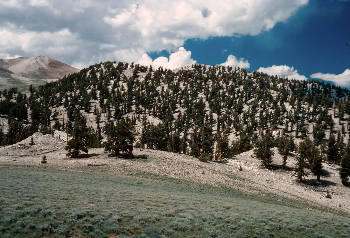 Patriarch Grove- road to White Mountains, Inyo National Forest
