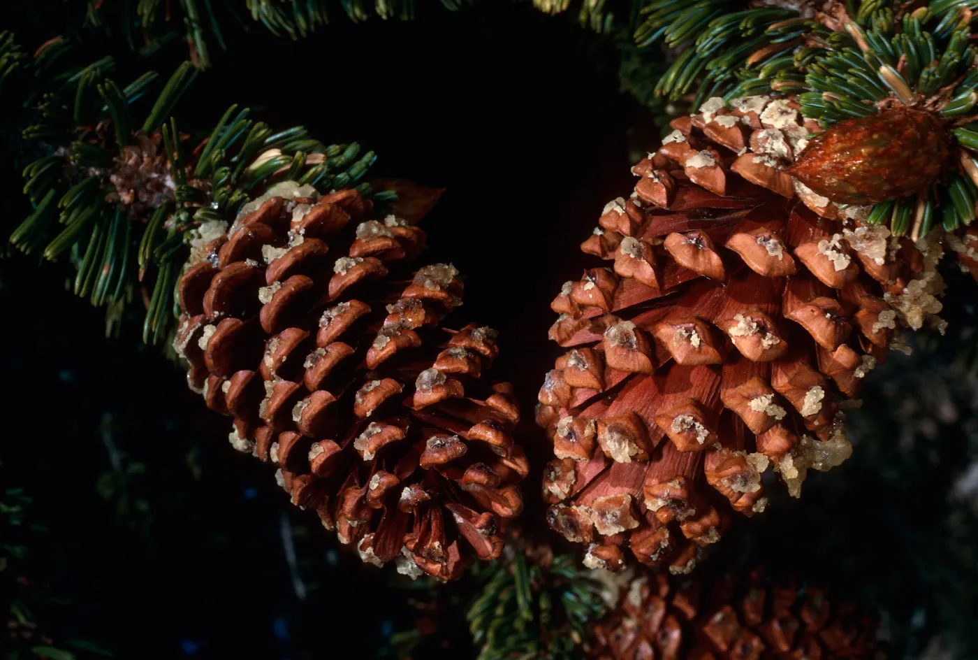 Pinus longaeva, Schulman Grove, White Mountains, near Bishop, California