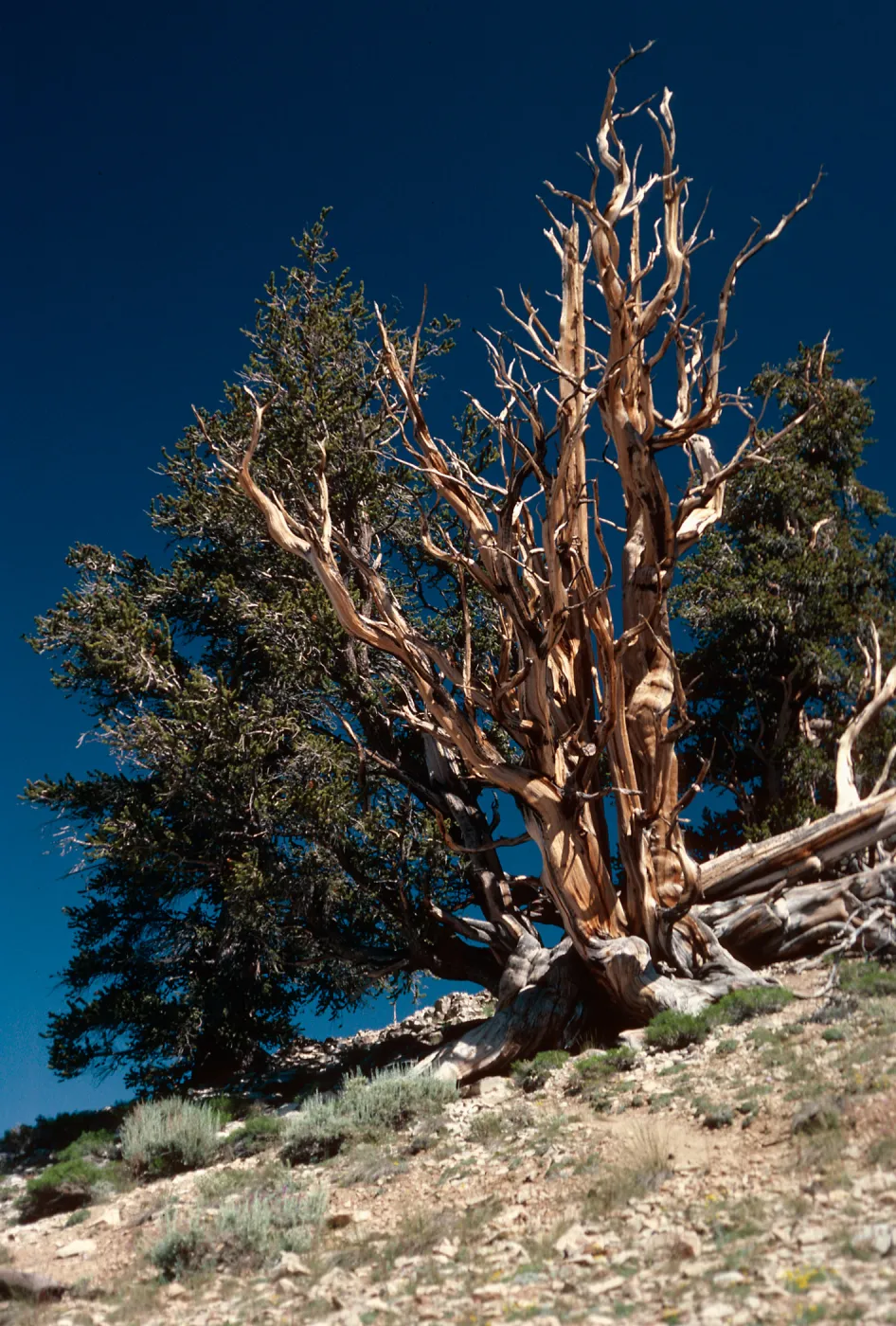 Pinus longaeva, Schulman Grove, White Mountains, near Bishop, California