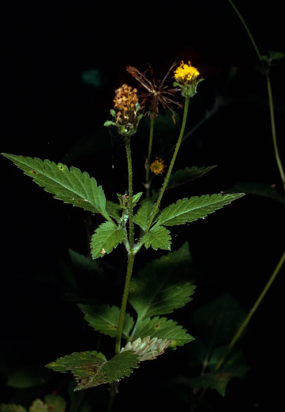 Bidens pilosa, Cold Spring Canyon, Santa Barbara County