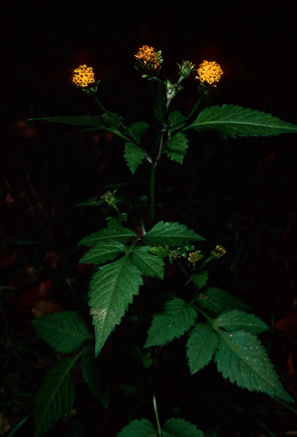 Bidens pilosa, Tunnel Road, Santa Barbara County
