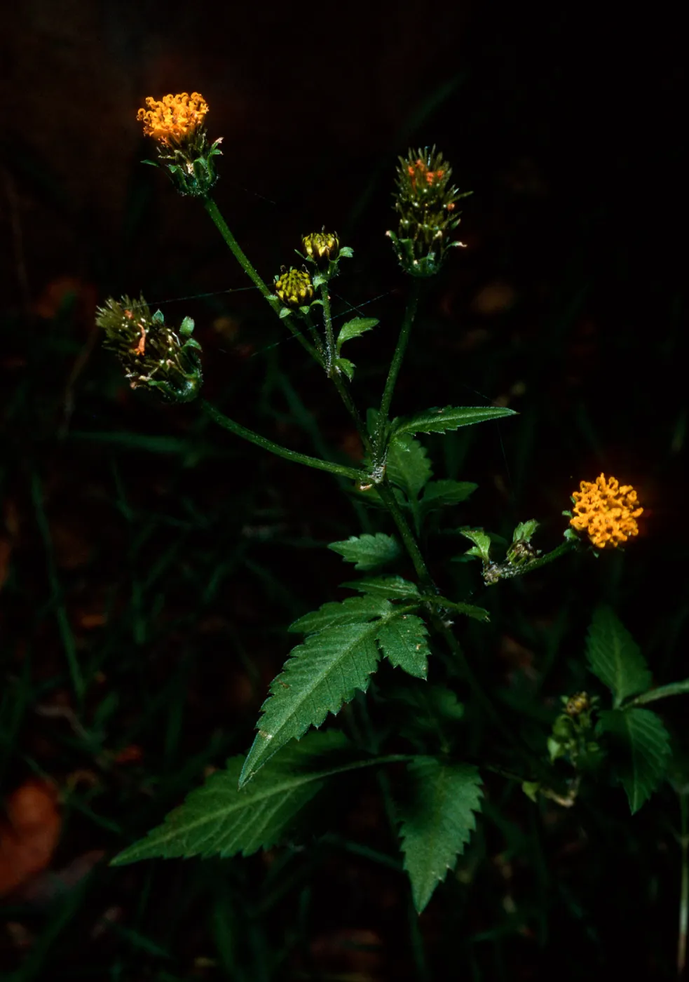 Bidens pilosa, Tunnel Road, Santa Barbara County