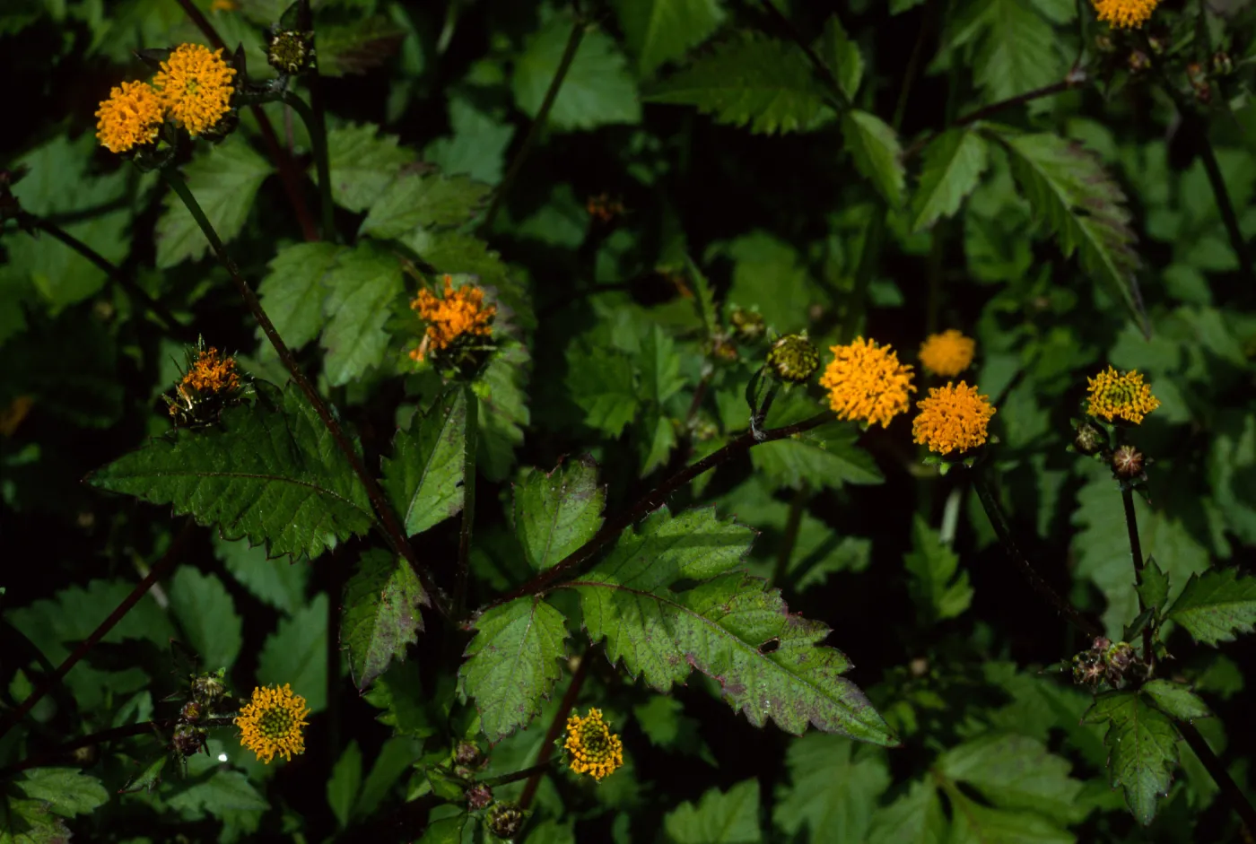 Bidens pilosa, Tunnel Road, Santa Barbara County