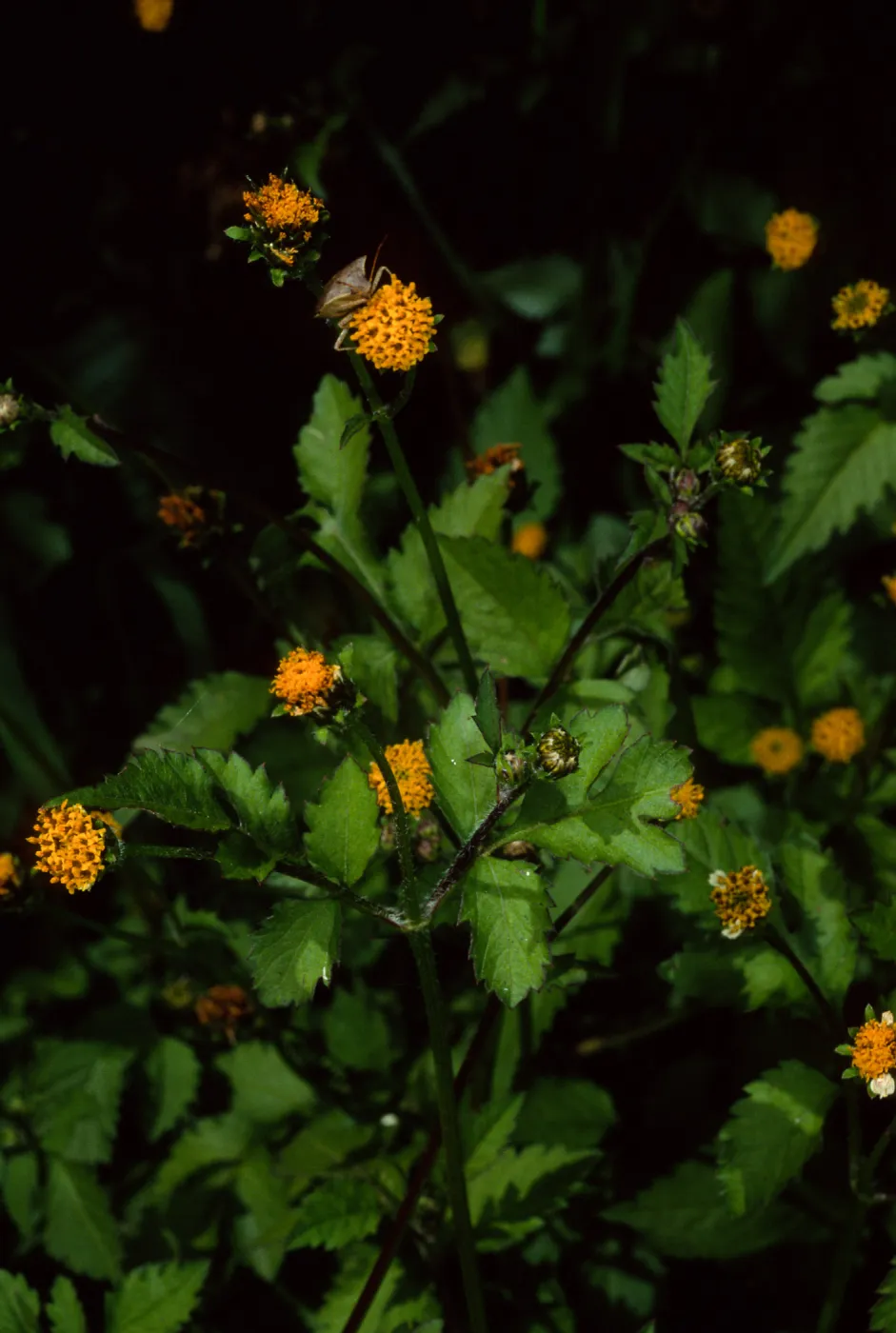 Bidens pilosa, Tunnel Road, Santa Barbara County