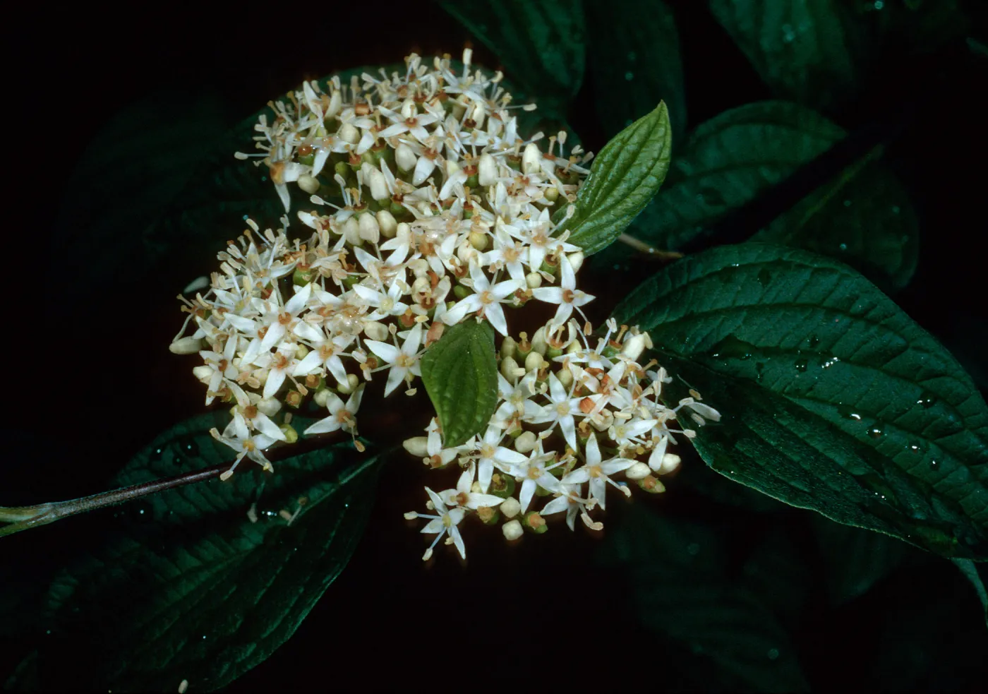 Cornus stolonifera, Rancho Santa Ana Botanic Garden