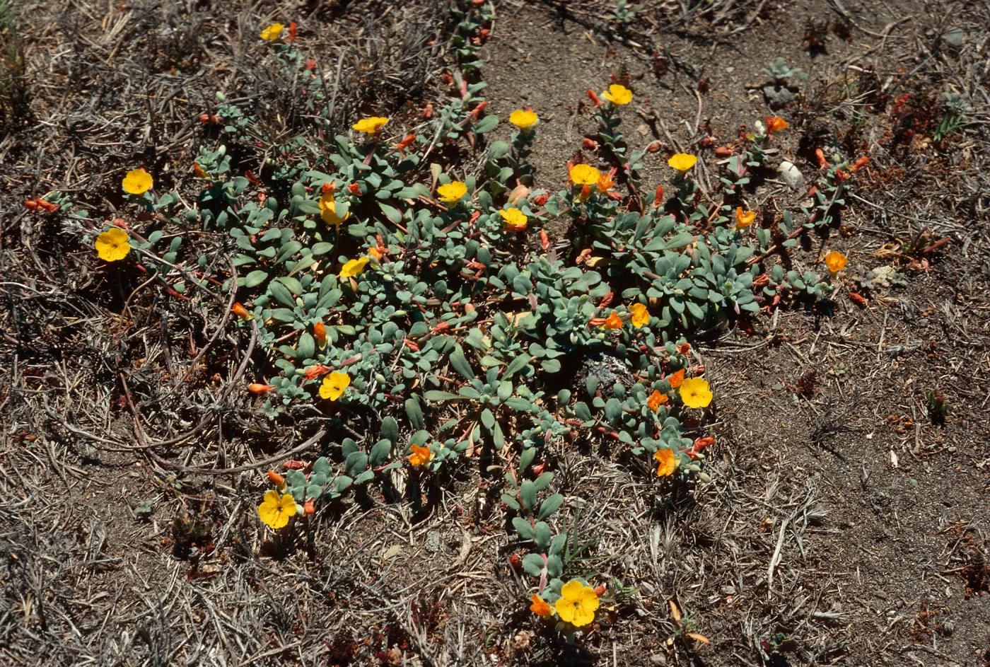 Camissonia cheiranthifolia, Christy Beach, Santa Cruz Island