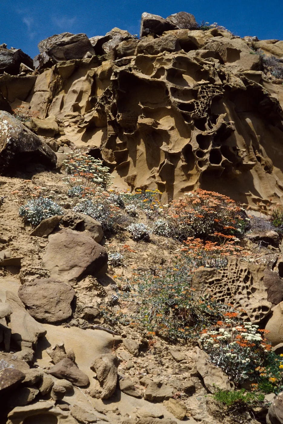 Eriogonum (wild buckwheat) , ridge east of South range marker poles, San Nicolas Island