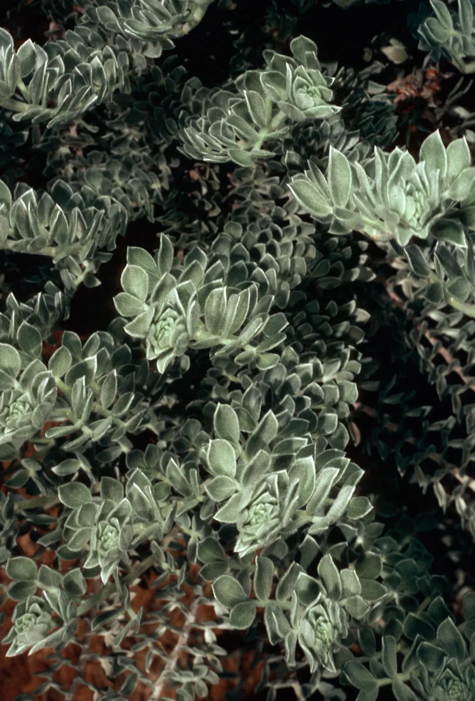 Lotus argophyllus niveus, canyon due North of Lyndals House, Santa Cruz Island