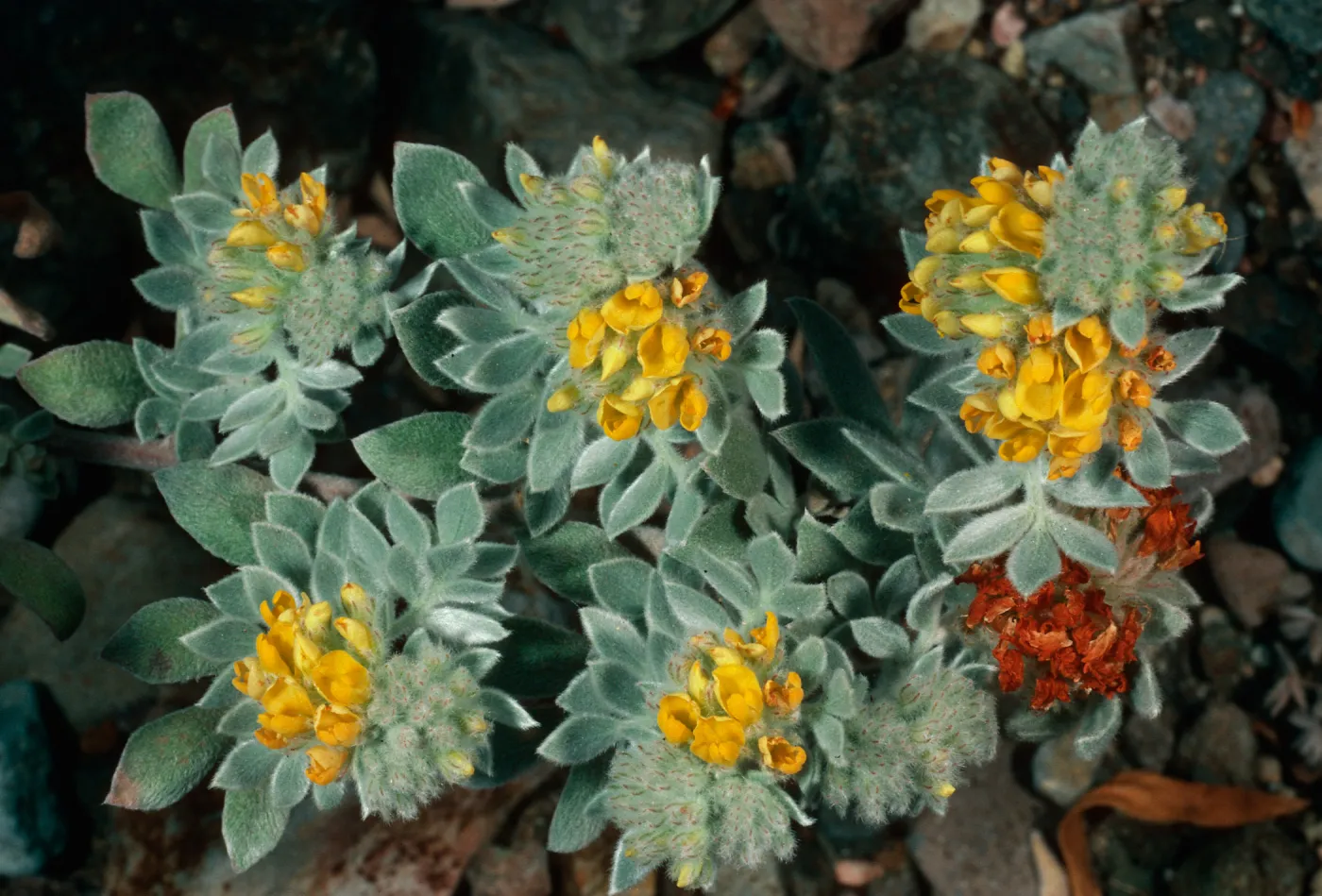 Lotus argophyllus niveus, Central Valley, near field station, Santa Cruz Island