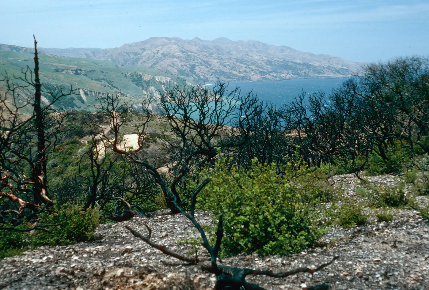 China Pines, after fire of December,1994, Santa Cruz Island